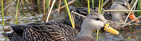 Mottled Duck 2010-01-10 FL-Viera Wetlands_0288C credit Mark Hoffman, Maryland DNR