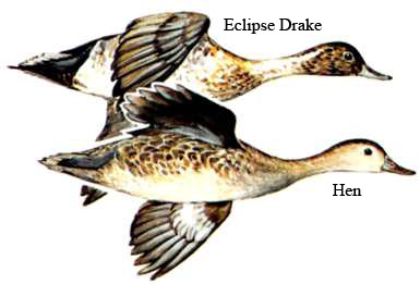 Image comparing drake and hen/UISFWS