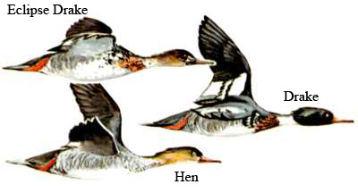 Image comparing drake and hen/UISFWS