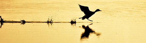 A redhead duck runs across the water on takeoff at Seedskadee National Wildlife Refuge. Photo: Tom Koerner/USFWS