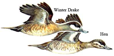 Image comparing drake and hen/UISFWS