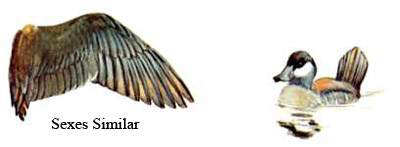 Image comparing fulvous and Black-bellied whistling ducks wings/USFWS