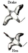 In flight illustration/USFWS