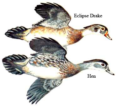 Image comparing drake and hen/UISFWS