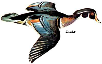 Drake images