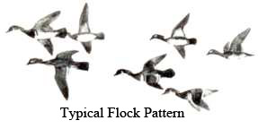 Flock Pattern