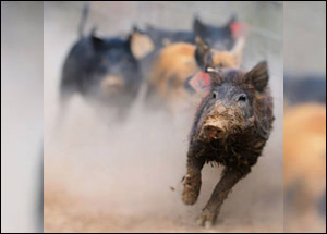 Feral Swine Management