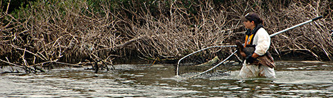 Kayla DiBenedetto of the U.S. Fish and Wildlife Service carries an oiled pelican from a nesting area where she netted it in Barataria Bay to a waiting boat on Saturday, June 5, 2010./Coast Guard Photo by Petty Officer 2nd Class John D. Miller.