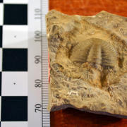 A Ehmania walcotti trilobite from Yellowstone National Park