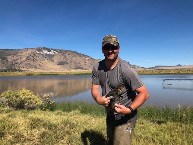 USFWS employee steve olson with swan. USFWS