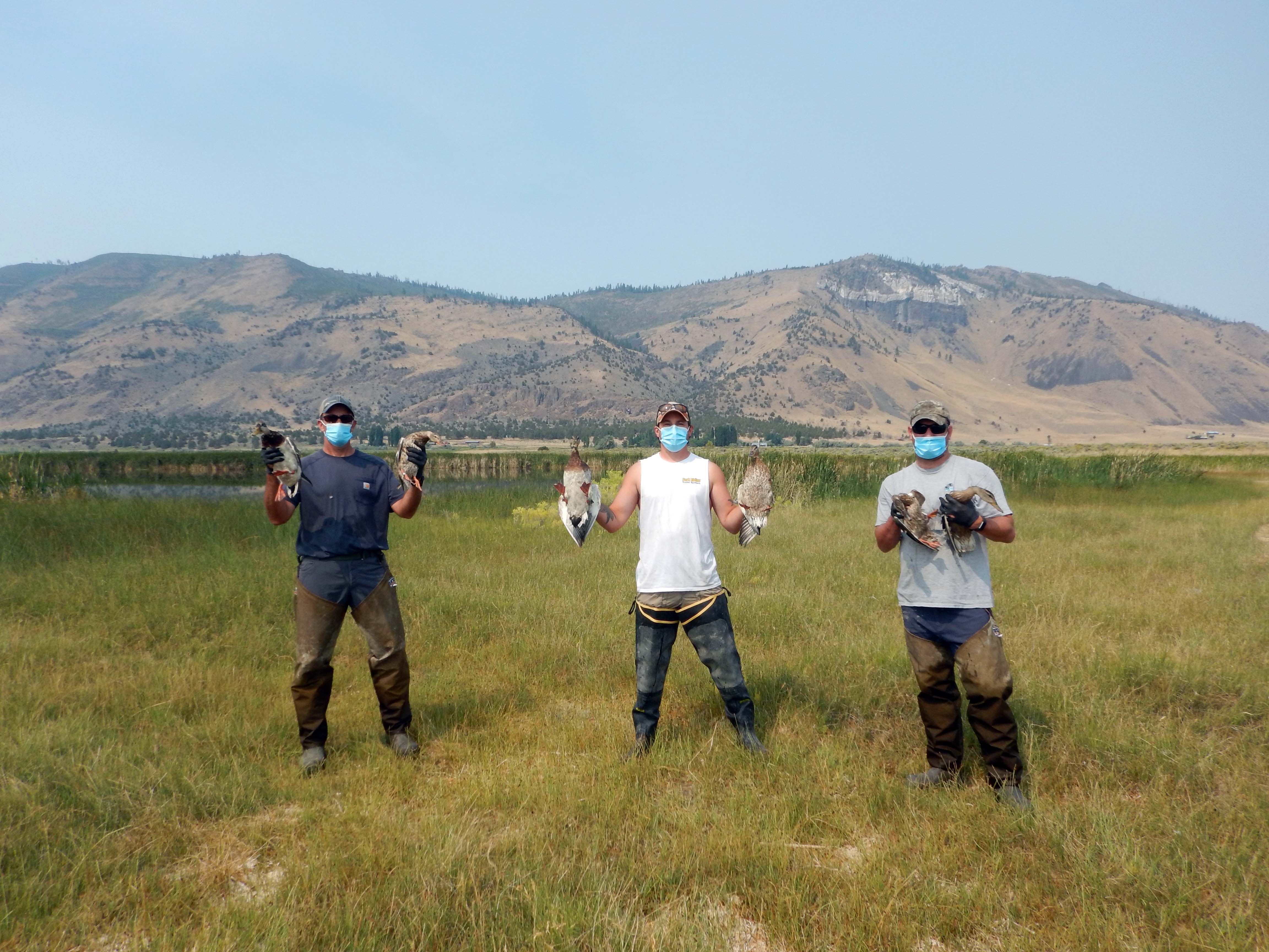 The Oregon banding crew holding Mallards. (left to right) Chris Cain, Steve Olson, and Joe Sands. Photo By: Steve Olson, USFWS