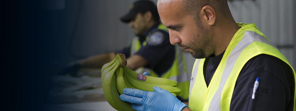 CBP agriculture specialist inspects bananas for any pests