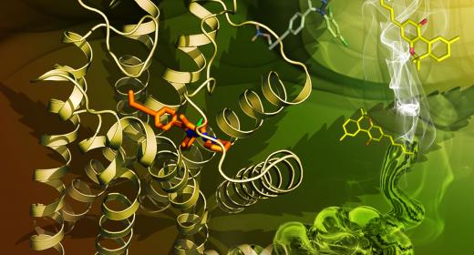 Cannabinoid Receptor Meditating Compounds feature image