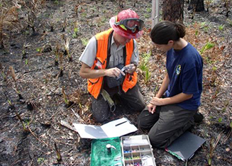 Volunteer and Biologist banding Red- Cockaded