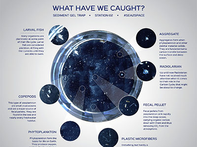 Composite image of the contents of one sediment gel trap created from a series of photographs taken with a microscope. Credit: SOI