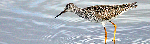 Lesser Yellowlegs, Credit Gary Eslinger, USFWS