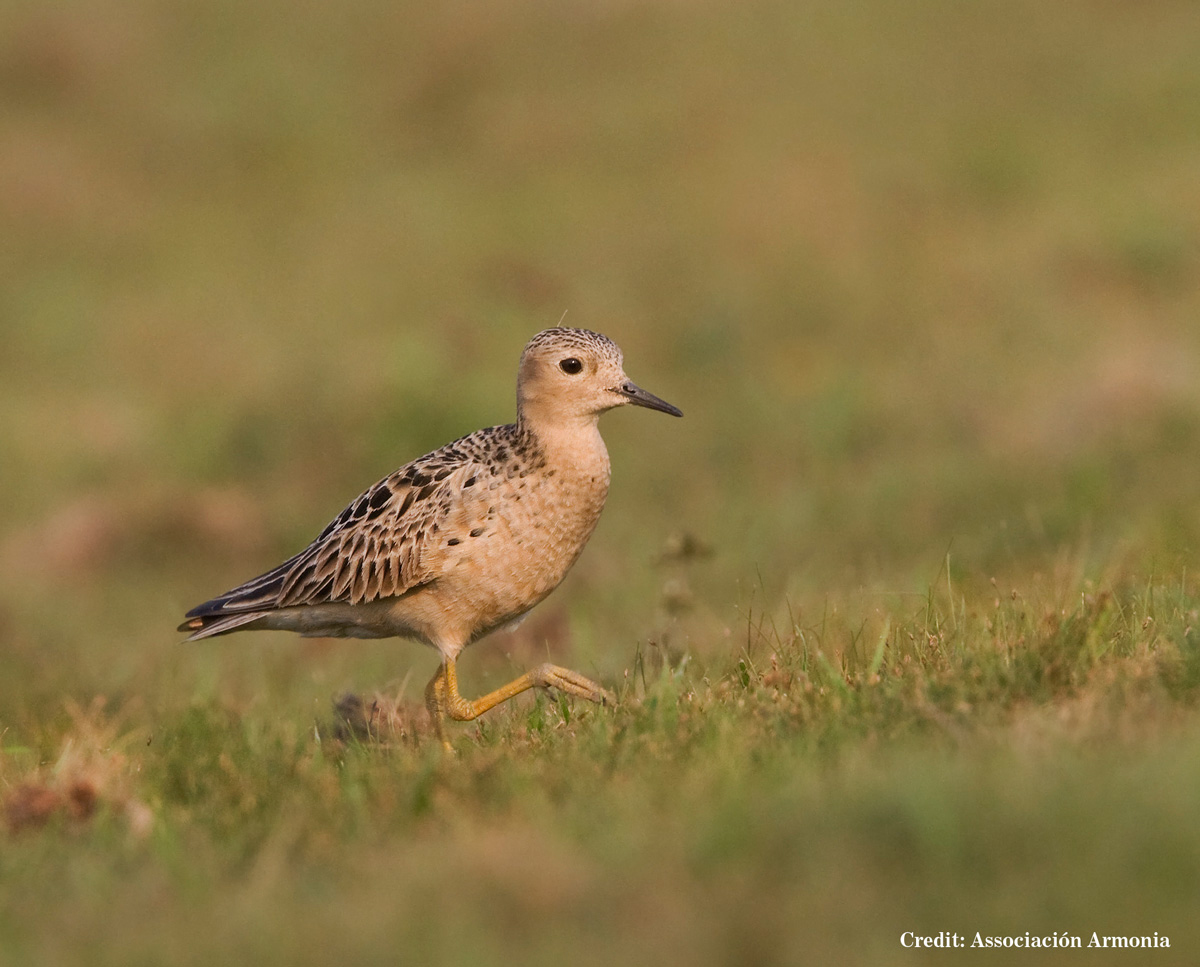 Buff-breasted sandpiper