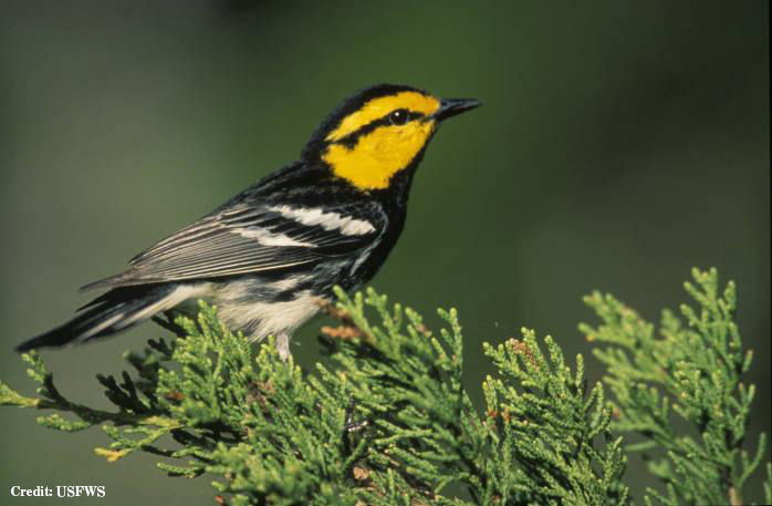 Golden-cheeked Warbler