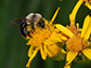 black-banded miner bee on Rocky Mountain goldenrod