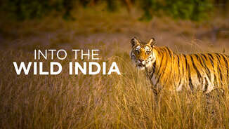 Into the Wild India