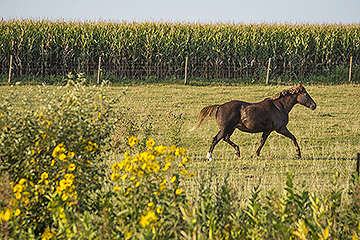 Equine