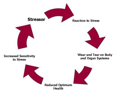 cycle of the human response to stress