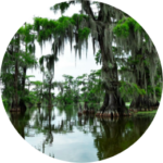 Louisiana Swamps