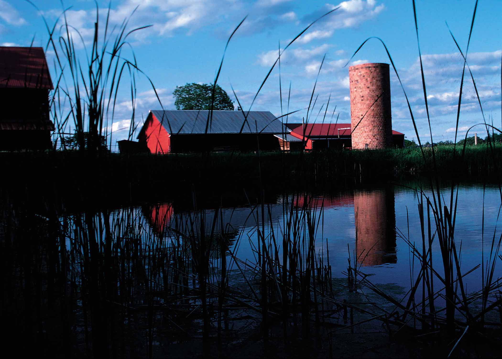 Pond with a farm buildings in the background.