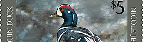 2018-2019 Junior Duck Stamp/USFWS