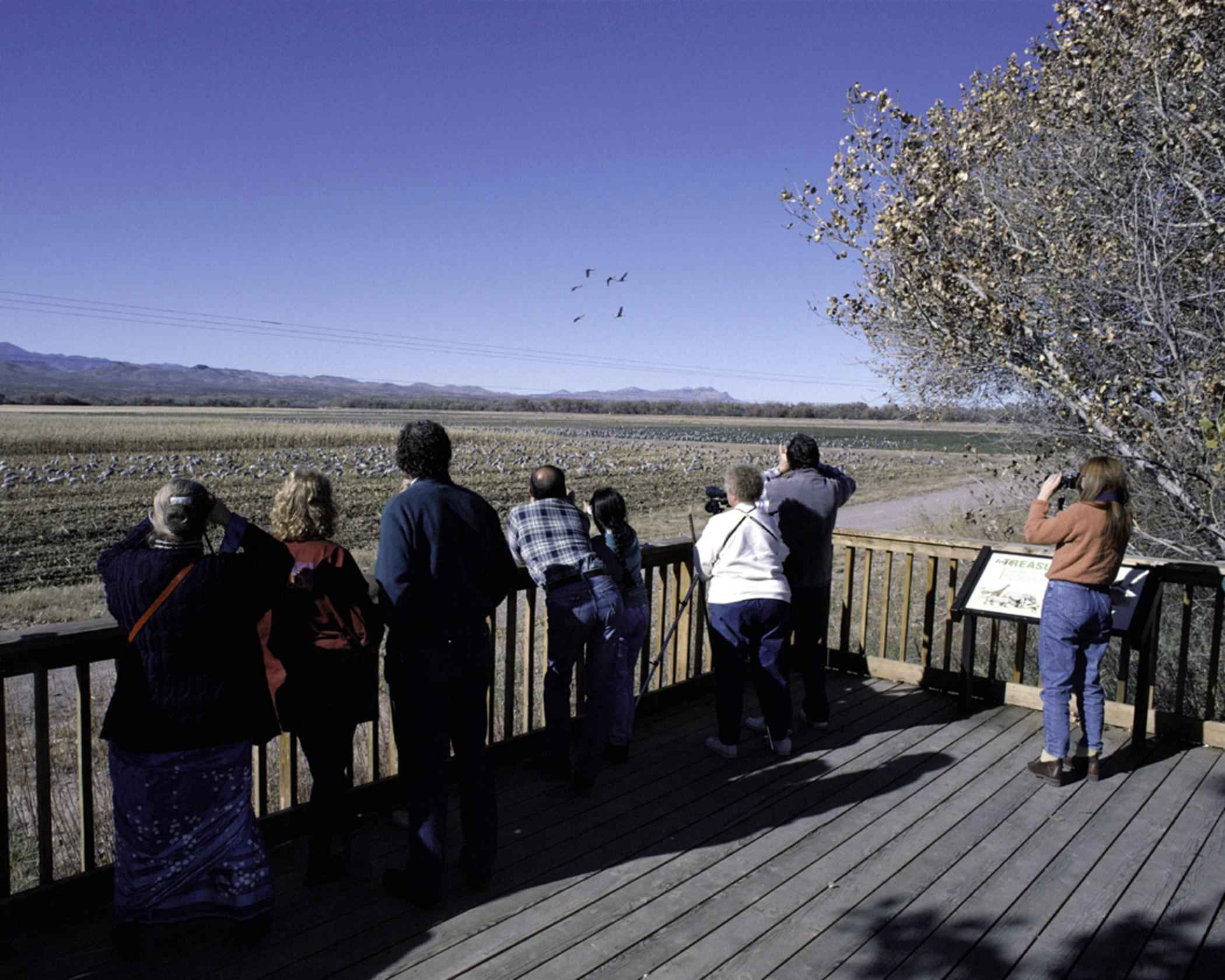 Birders at Bosque del Apache National Wildlife Refuge in New Mexico. Bosque del Apache is one of hundreds of refuges in the National Wildlife Refuge System to benefit from Federal Duck Stamp dollars. credit John and Karen Hollingsworth/USFWS