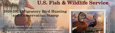 1934-35 Duck Stamp / USFWS.