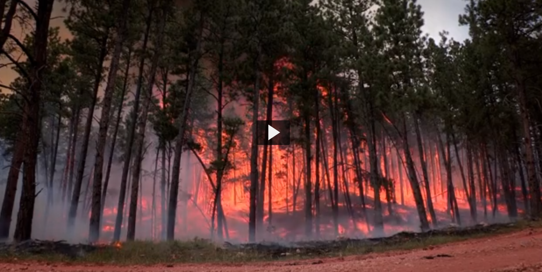 Screenshot of a video featuring trees and a wildfire