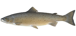 illustration of an Atlantic salmon