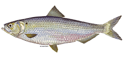 illustration of a Blueback herring