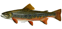 illustration of a Brook trout