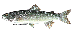 illustration of a Lake trout