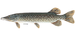 illustration of a Northern pike