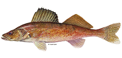 illustration of a Walleye fish
