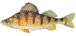 illustration of a Yellow perch fish