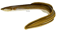 illustration of an american eel