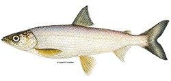 illustration of a bloater fish