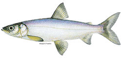 illustration of a Lake herring
