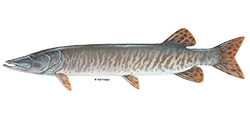 illustration of a Muskellunge fish