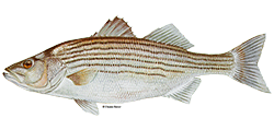 illustration of a Striped bass