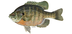 illustration of a Bluegill fish