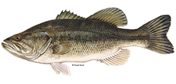 illustration of a Largemouth bass