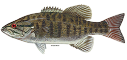 illustration of a Smallmouth bass
