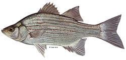illustration of a White bass