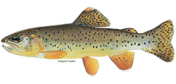 illustration of an apache trout