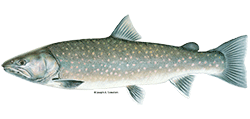 illustration of a Bull trout